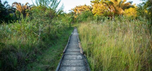 Exploration de la Zambie Sauvage: Un Guide Complet des Parcs Nationaux