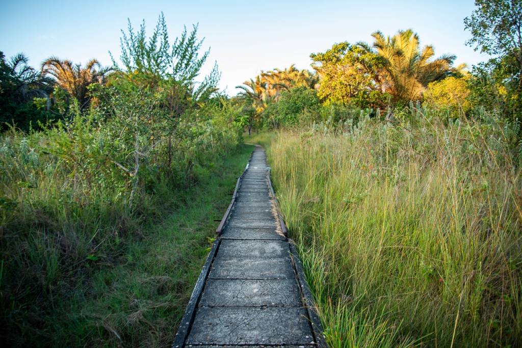 Exploration de la Zambie Sauvage: Un Guide Complet des Parcs Nationaux