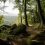 Forêts autour de Lyon : les plus belles balades nature à découvrir