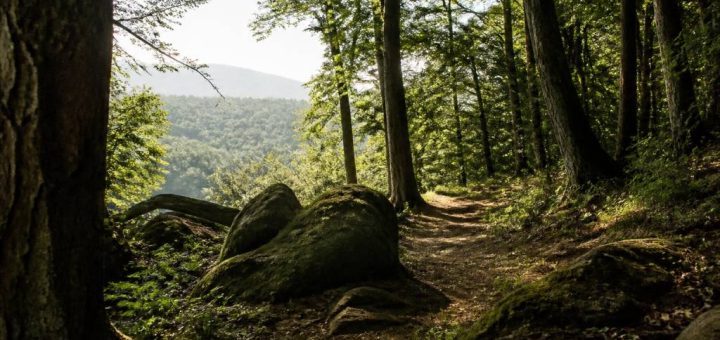 Forêts autour de Lyon : les plus belles balades nature à découvrir
