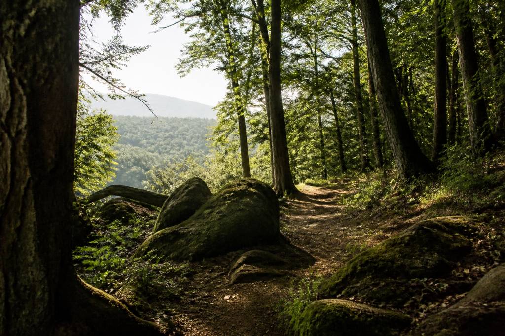 Forêts autour de Lyon : les plus belles balades nature à découvrir